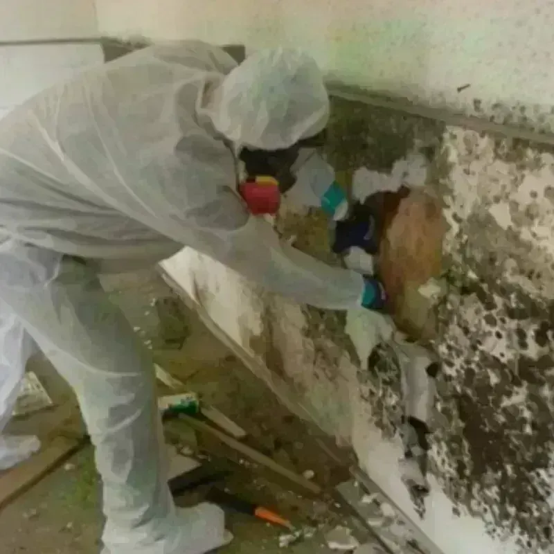 Mold Remediation and Removal in Marion, AL